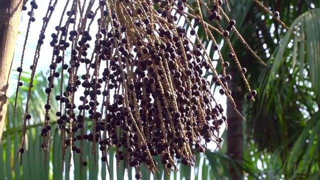 Close up of beautiful bunch of ripe acai berries on palm tree in the amazon rainforest. Concept of nature, agriculture, food, environment, conservation, climate change, sustainability and work.