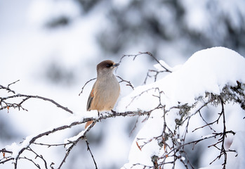 Siberian jay (Perisoreus infaustus) in snowy landscape