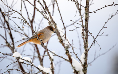 Siberian jay (Perisoreus infaustus) in snowy landscape