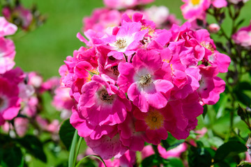 Naklejka premium Large green bush with fresh vivid pink roses and green leaves in a garden in a sunny summer day, beautiful outdoor floral background photographed with soft focus