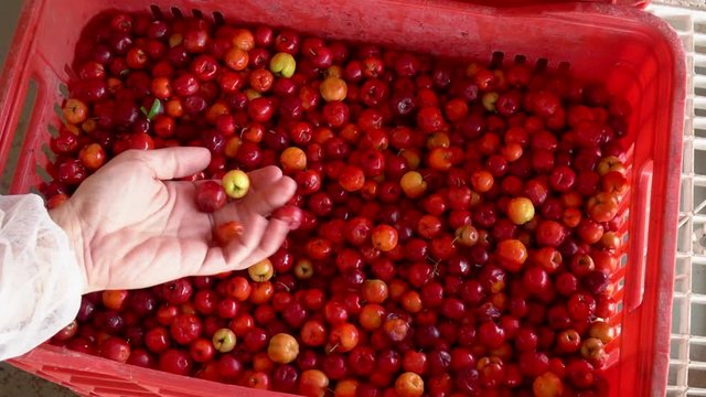 Close up of red box full of fresh Acerola cherry fruits and hand picking ripe cherries. Agriculture, food, business, agroforestry, ecology, healthcare, harvest, health and vitamins concept.