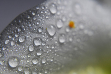 Water Drop