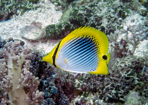 A Spot-tail Butterflyfish (Chaetodon ocellicaudus)