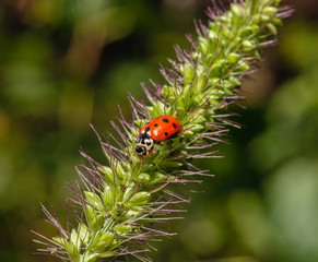 Ladybug on the stem echinochloa crus-galli