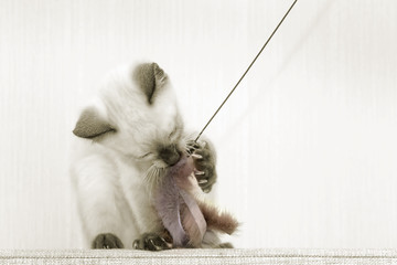 A Thai kitten plays with a fur toy on a rope