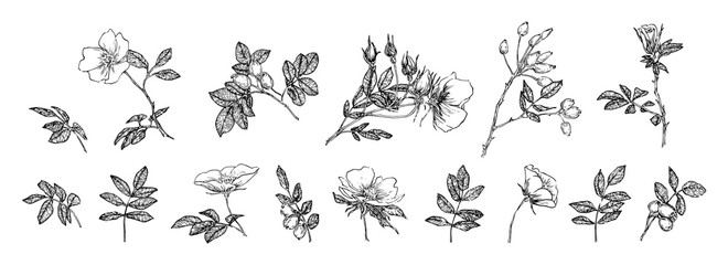 Flowers, leaves and rose hips collection. Engraved  flowers sketch vintage set. Botanical illustration, black outline isolated on a white background - obrazy, fototapety, plakaty