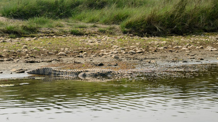 Naklejka na ściany i meble Crocodile in the water of Rapti River. Chitwan national park, Sauraha, Nepal.