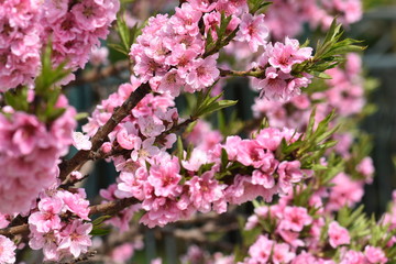 pink flowers in garden