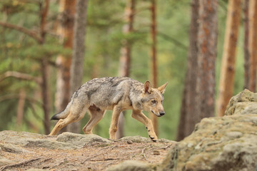 Naklejka na ściany i meble Wolf from Finland. Gray wolf, Canis lupus, on the rock, in the forest, Canis lupus