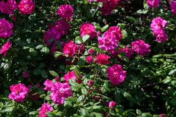 Fototapeta premium Large green bush with fresh vivid pink roses and green leaves in a garden in a sunny summer day, beautiful outdoor floral background photographed with soft focus