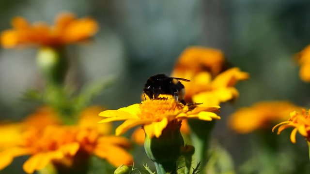 A bumblebee collecting pollen from a yellow flower