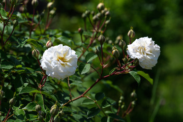 Fototapeta premium Large green bush with two fresh white roses and green leaves in a garden in a sunny summer day, beautiful outdoor floral background photographed with soft focus