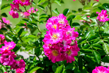 Large green bush with fresh vivid pink roses and green leaves in a garden in a sunny summer day, beautiful outdoor floral background photographed with soft focus