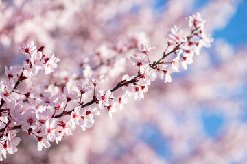 cherry blossom in spring