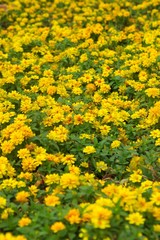 Field of yellow flowers at an ornamental garden in Bangkok, Thailand.