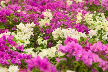 Field of fuchsia and white flowers (Bougainvillea spectabilis) in an ornamental garden in Bangkok, Thailand.