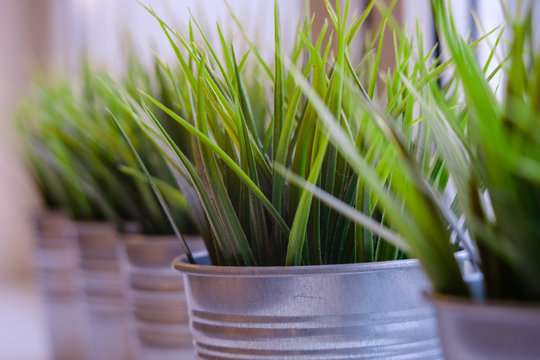 Hierochloe odorata, Sweet grass in a metallic pots on a windowsill.