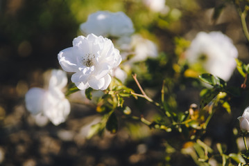 closeup briar rose white flower on the bush with sun peaking behind