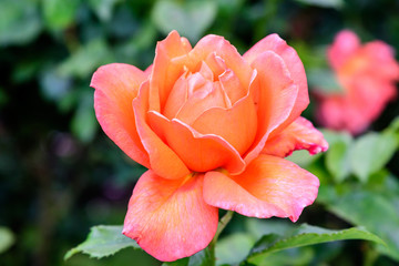 Close up of one large and delicate vivid yellow orange roses in full bloom in a summer garden, in direct sunlight, with blurred green leaves in the background