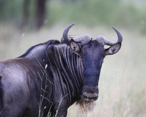Wildebeest in Africa