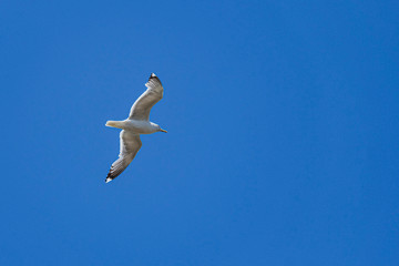 Seagull flying high in the blue sky