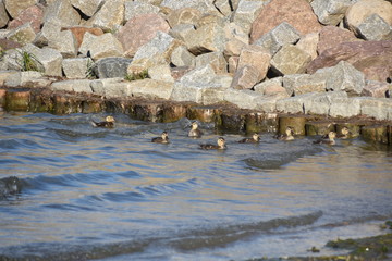 Entenküken an der Steinmolle