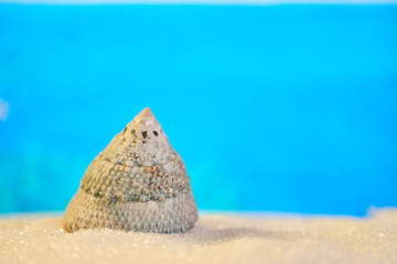 Triangular seashell in abstract sand against the background of a blurred sea.
