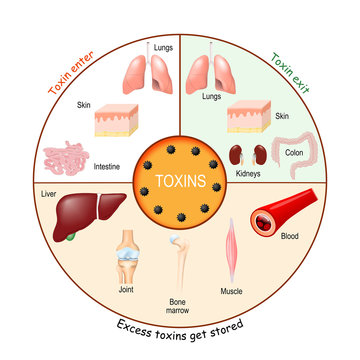 Toxins. Process of Detoxification and elimination.