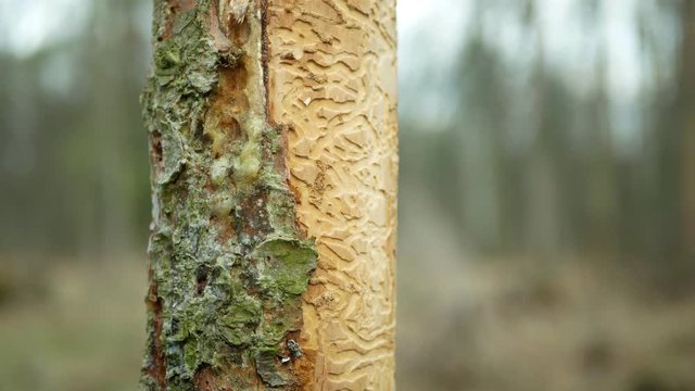 Bark beetle pest Ips typographus, spruce and bast tree sap fluid infested and attacked by European spruce, making their way wood larva larvae, clear cut calamity, caterpillar dead trees