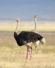 Two Ostriches in Africa