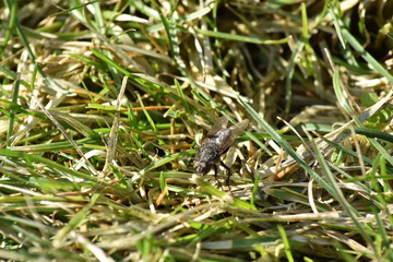 eine Fliege im Gras 