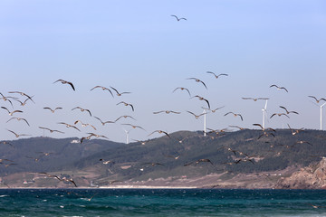 flock of seagulls