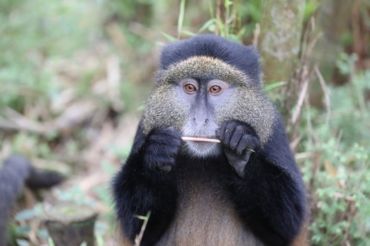 Golden Monkey In Rwanda