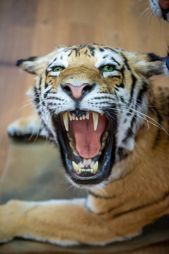 TIGER . TIGERS