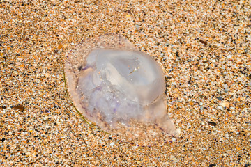 Jellyfish eared aurelia thrown to the sea coast after a storm © nskyr2