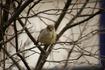 Male house sparrow (Passer domesticus) sitting in a bush.