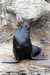 Funny black fur seal posing with closed eyes among the stones.