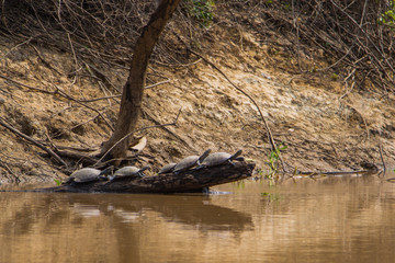 The turtle of the Bolivian forest