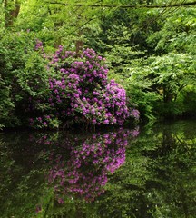 Rhododendron spiegelt sich im Bach