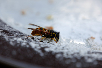 Wespe frisst Zucker vom Kuchenteller