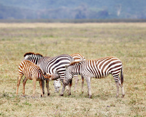 Fototapeta na wymiar Zebra baby nursing in Africa