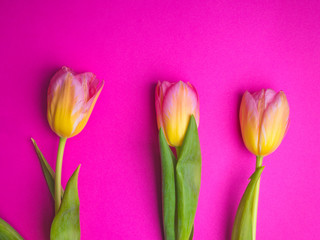 Yellow tulips pattern on pink background