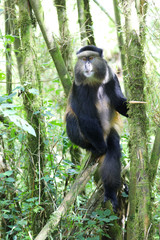 Golden monkey on a tree in Rwanda, Africa