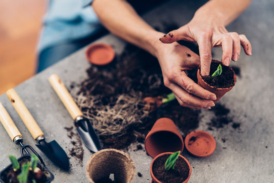 Florist Woman Seedling Plants in Her Flower Shop