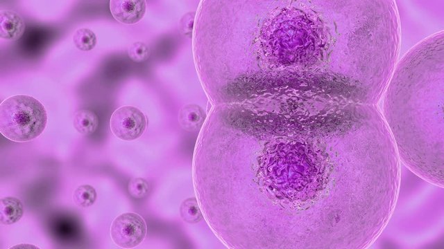 3D animation of cell division process.