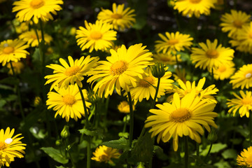 Doronicum - spring yellow daisy blossom in the garden, blurred beautiful flowers on background