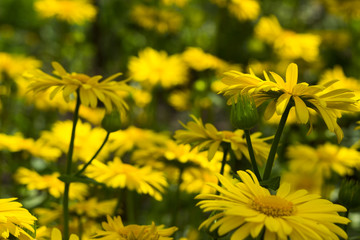 Doronicum - spring yellow daisy blossom in the garden, blurred beautiful flowers on background