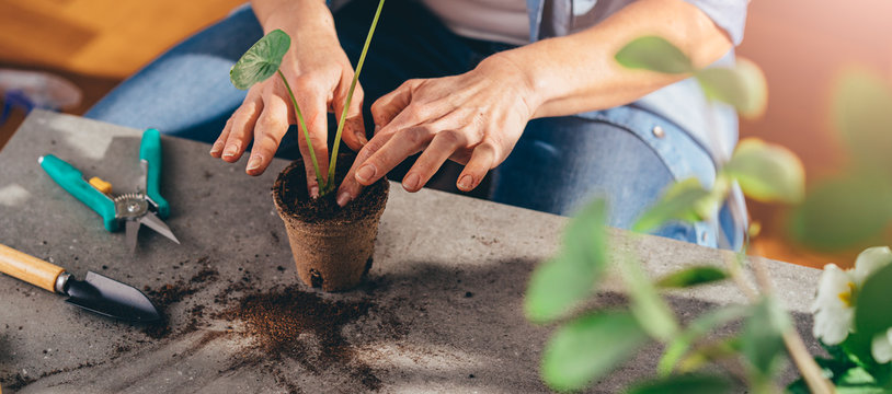Florist Woman Seedling Plants in Her Flower Shop