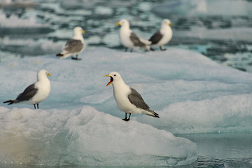 Seagull on the arctic ice