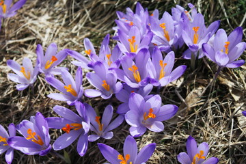 Kalatowki Zakopane Tatry Polska. Widok na krokusy (szafran) na polanie Kalatówki.